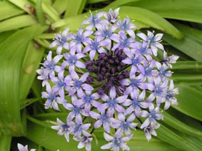 Scilla peruviana / Scilla maggiore